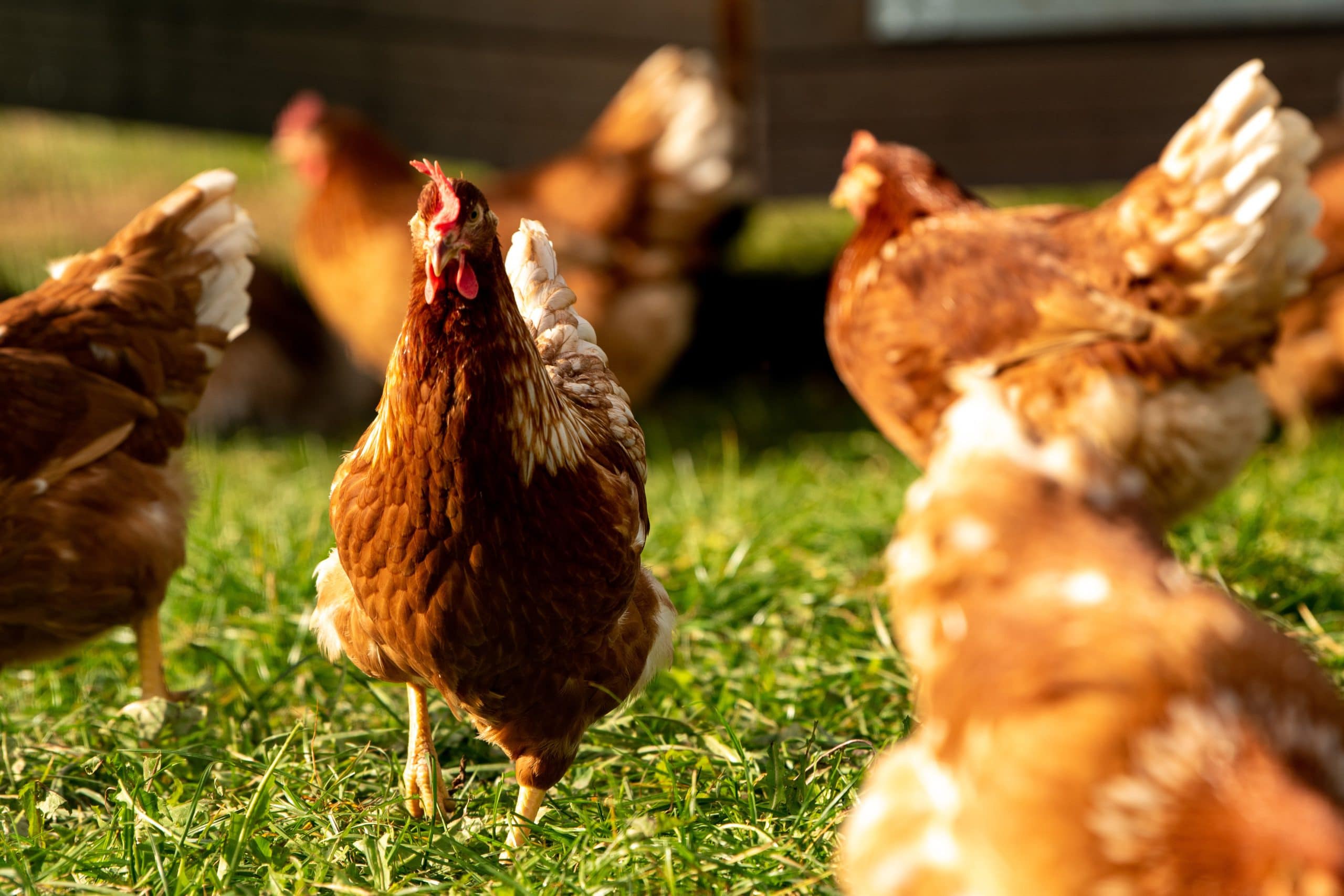 memulai bisnis ternak ayam