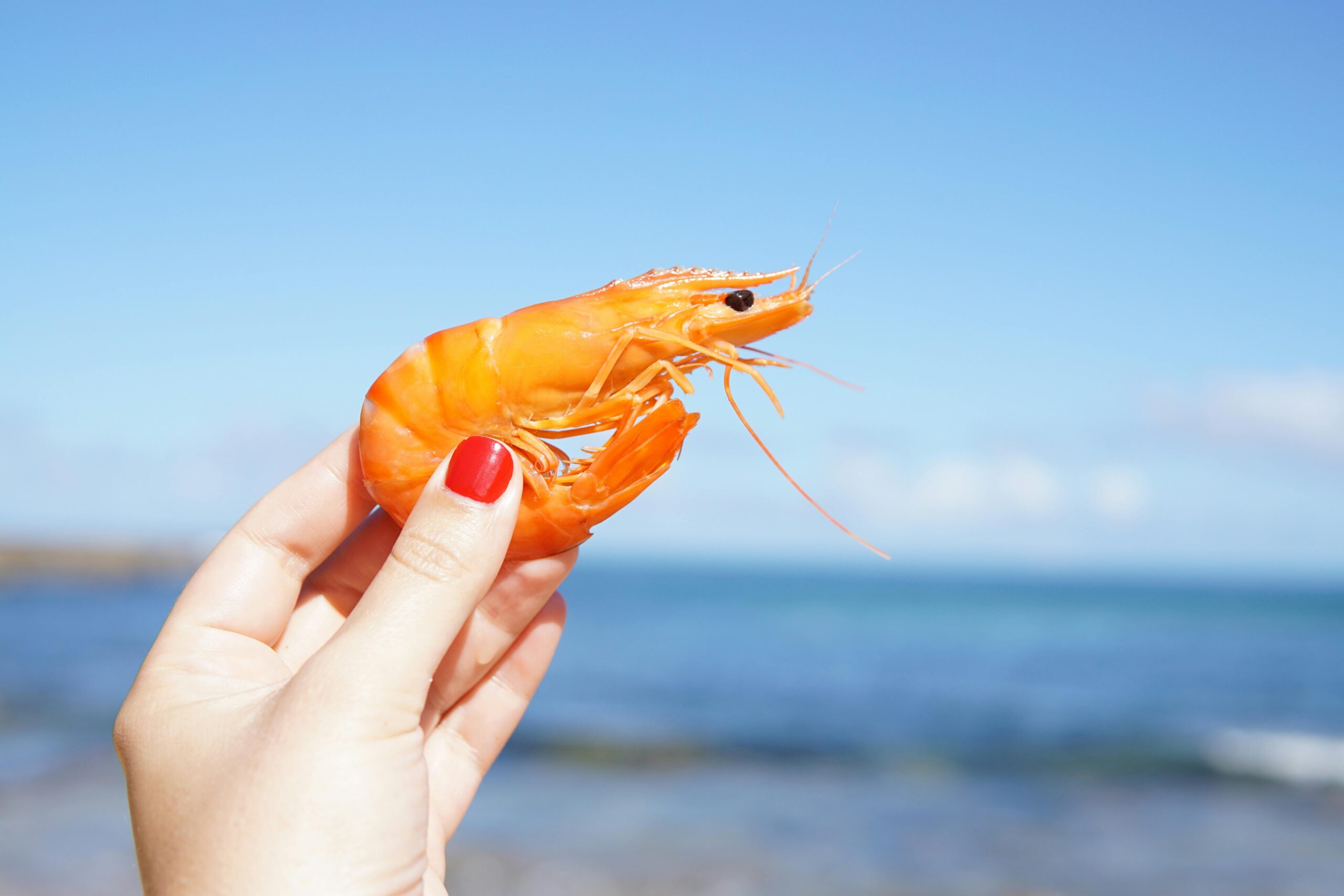 cara menangkap udang