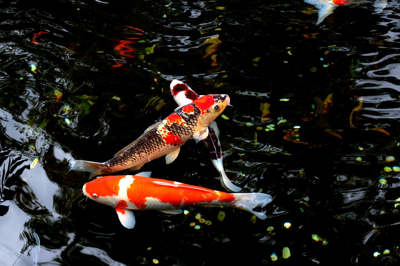 membuat kolam ikan