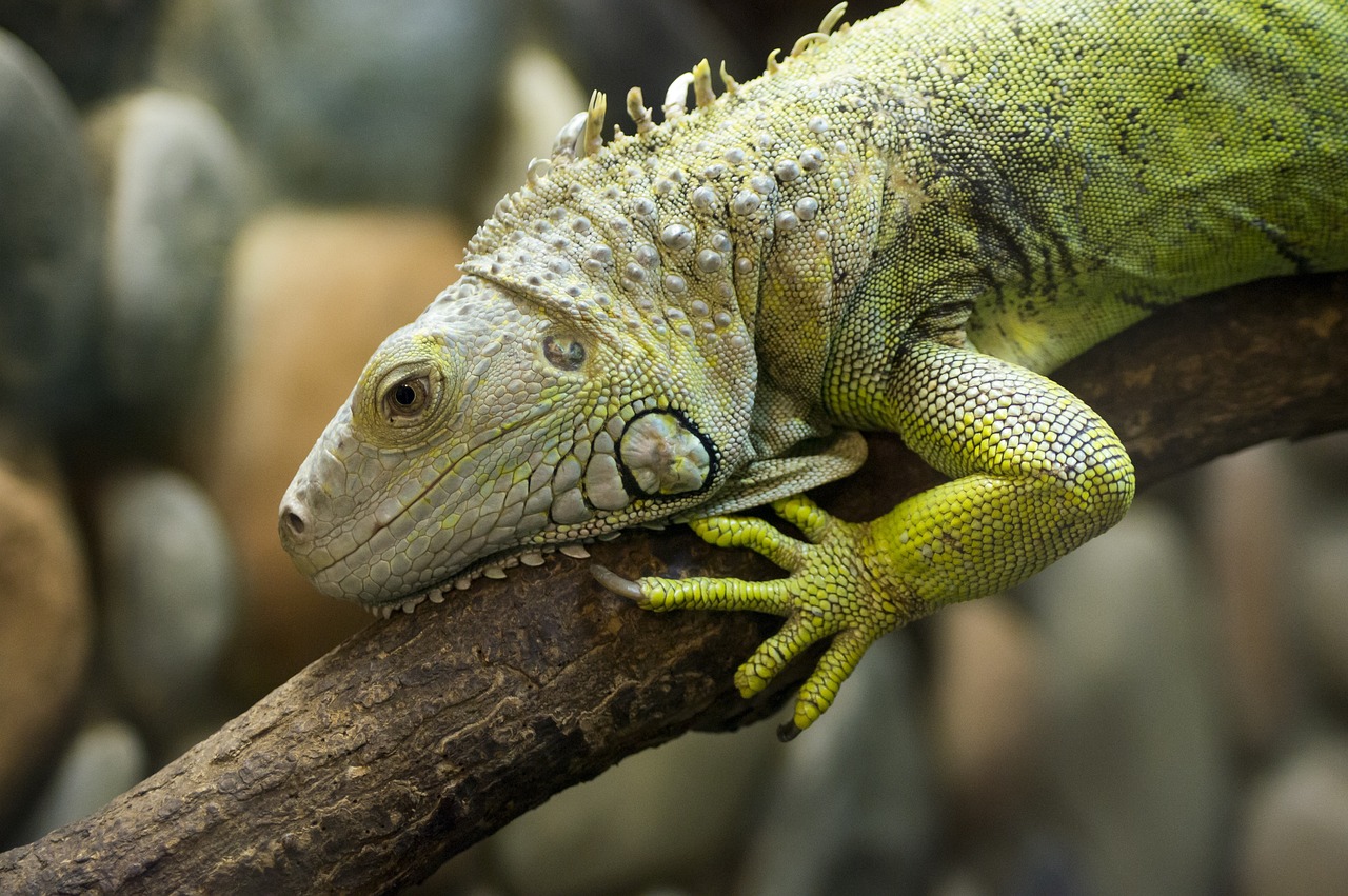 memelihara iguana