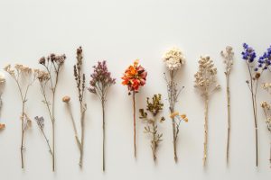 dried flower