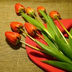 Tips memetik bunga tulip