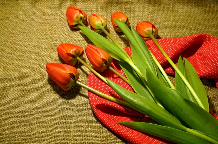 Tips memetik bunga tulip