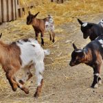 Bisnis ternak kambing