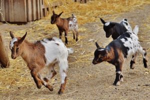 Bisnis ternak kambing