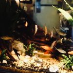 Perawatan aquascape