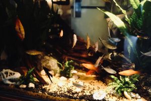 Perawatan aquascape