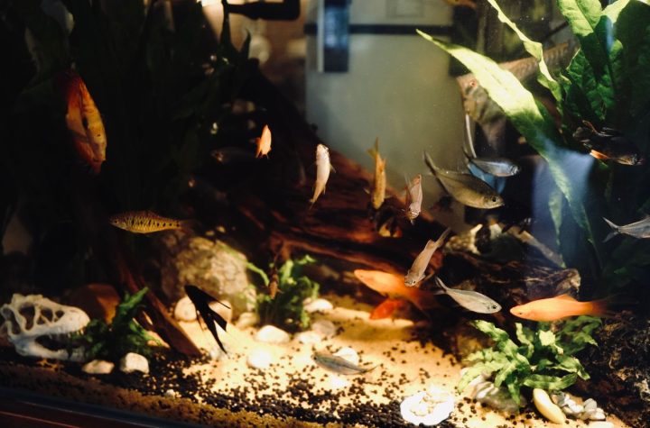 Perawatan aquascape