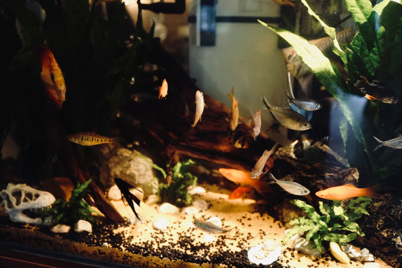 Perawatan aquascape