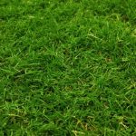memilih rumput halaman