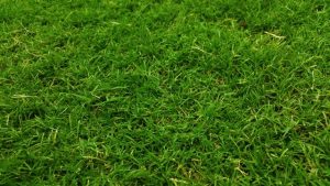 memilih rumput halaman