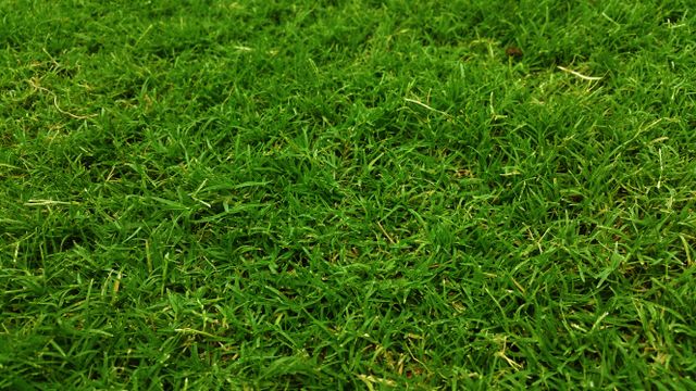 memilih rumput halaman