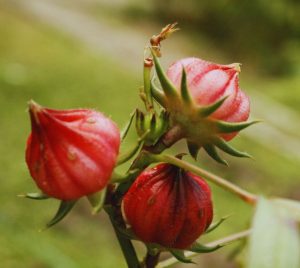 kandungan rosella