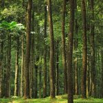 Pentingnya menjaga hutan