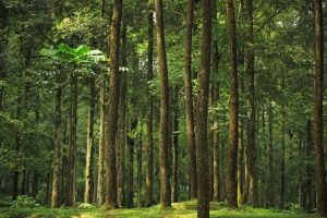 Pentingnya menjaga hutan